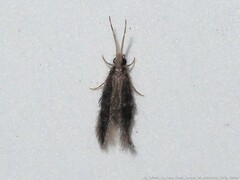 Hydroptilidae