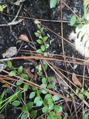 Vaccinium crassifolium