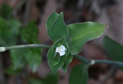 Tradescantia brevifolia