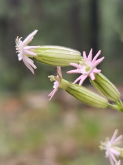 Silene scouleri