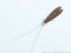 Oecetis