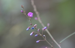 Desmodium psilophyllum