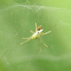 Cyrtophora cicatrosa