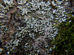 Phaeophyscia