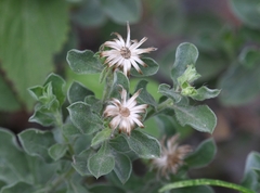 Heterotheca mucronata