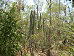 Cactoideae