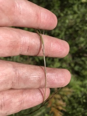Aristida virgata