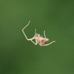 Clubionidae
