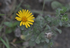 Heterotheca mucronata