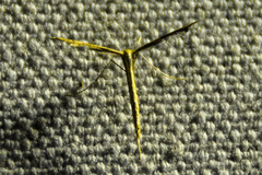 Pterophorinae