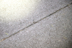 Centruroides vittatus
