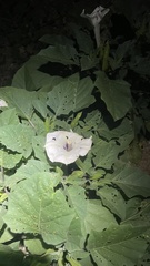 Datura discolor