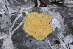 Flavoplaca