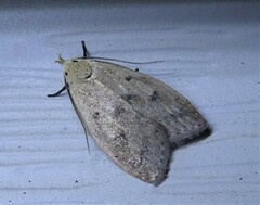 Machimia tentoriferella