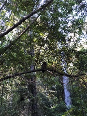 Strix occidentalis occidentalis