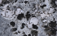 Dermatocarpon miniatum