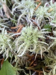 Sphagnum
