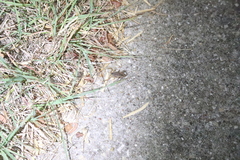 Centruroides vittatus