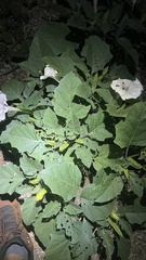 Datura discolor
