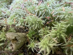 Sphagnum