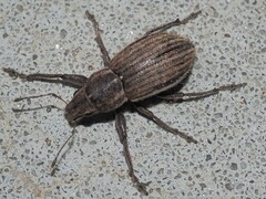 Naupactus leucoloma