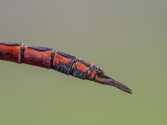 Tramea stenoloba