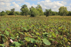 Nelumbo nucifera