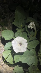 Datura discolor