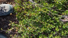Betula glandulosa