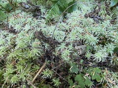 Sphagnum