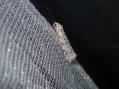 Utetheisa pulchelloides