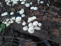 Lentinus