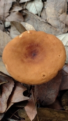 Lactifluus hygrophoroides
