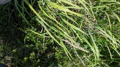 Calamagrostis