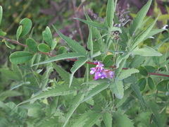 Campylotropis macrocarpa