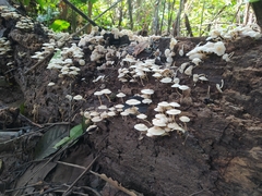 Lentinus