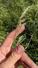 Calamagrostis