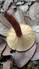 Lactifluus hygrophoroides