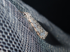 Utetheisa pulchelloides