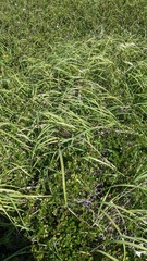 Calamagrostis