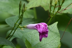 Ipomoea orizabensis collina