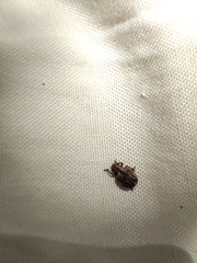 Strophosoma capitatum