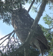Bubo africanus africanus