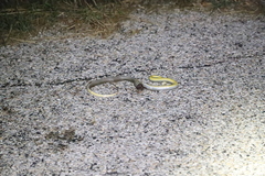 Coluber constrictor flaviventris
