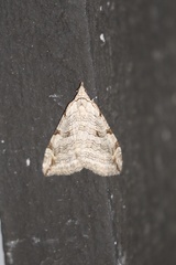 Aplocera plagiata