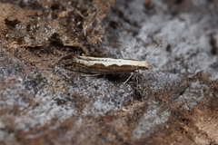 Plutella xylostella