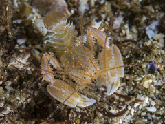 Microprosthema validum