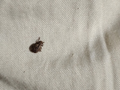 Strophosoma capitatum