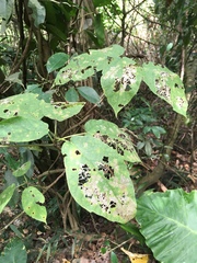 Ficus erecta beecheyana