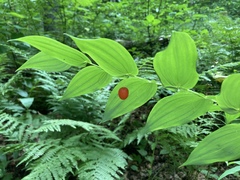 Streptopus amplexifolius